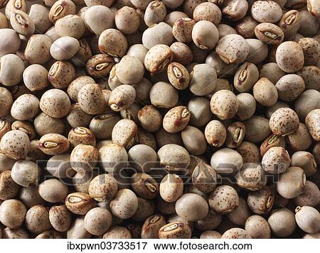 Stock Photo - Beans. Fotosearch