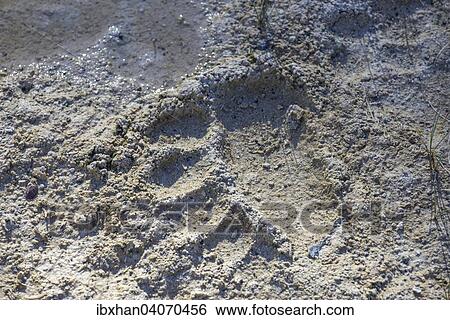 Stock Photograph - "Bear track, Upper Geyser Basin, Yellowstone National Park, Wyoming, United States, North America". Fotosearch