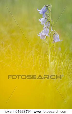 "Bearded bellflower (Campanula barbata), Seiser Alm, Dolomites, Alto Adige, Italy, Europe" View Large Photo Image Picture - "Bearded bellflower (Campanula barbata), Seiser Alm, Dolomites, Alto Adige, Italy, Europe". Fotosearch