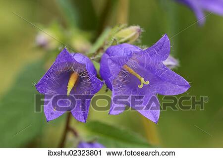 Stock Image - "Bearded bellflower (Campanula barbata), Menzingen, Switzerland, Europe". Fotosearch
