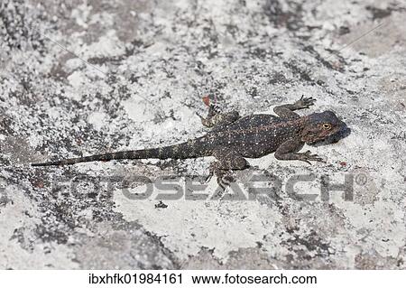 "Bearded dragon (Pogona) at Table Mountain, South Africa, Africa" View Large Photo Image Stock Image - "Bearded dragon (Pogona) at Table Mountain, South Africa, Africa". Fotosearch