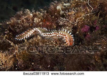 "Bearded Fireworm (Hermodice carunculata), near Santa Maria, Azores, Atlantic Ocean, Portugal, Europe" View Large Photo Image Stock Image - "Bearded Fireworm (Hermodice carunculata), near Santa Maria, Azores, Atlantic Ocean, Portugal, Europe". Fotosearch