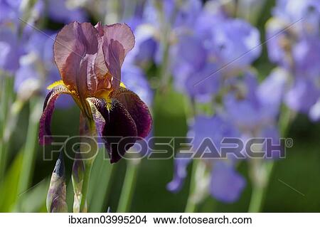 "Bearded Iris, Iris barbata hybrid (Iris)" View Large Photo Image Picture - "Bearded Iris, Iris barbata hybrid (Iris)". Fotosearch