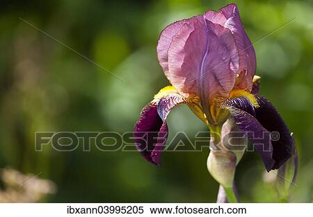 Stock Photography - "Bearded Iris, Iris barbata hybrid (Iris)". Fotosearch