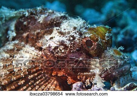 "Bearded Scorpionfish (Scorpaenopsis barbata), Gulf of Oman, Oman, Asia" View Large Photo Image Picture - "Bearded Scorpionfish (Scorpaenopsis barbata), Gulf of Oman, Oman, Asia". Fotosearch
