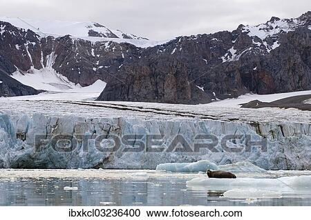 "Bearded Seal (Erignathus barbatus) in Fjortende Julibreen, Fjortende Julibukta, Spitsbergen Island, Svalbard Archipelago, Svalbard and Jan Mayen, Norway, Europe" View Large Photo Image Stock Image - "Bearded Seal (Erignathus barbatus) in Fjortende Julibreen, Fjortende Julibukta, Spitsbergen Island, Svalbard Archipelago, Svalbard and Jan Mayen, Norway, Europe". Fotosearch
