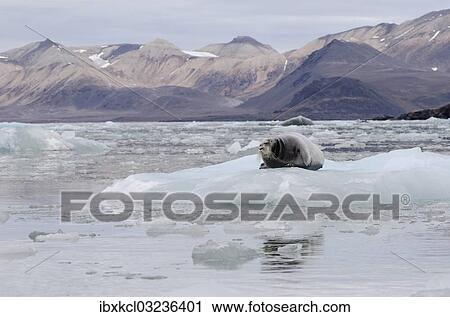 "Bearded Seal (Erignathus barbatus) in Fjortende Julibreen, Fjortende Julibukta, Spitsbergen Island, Svalbard Archipelago, Svalbard and Jan Mayen, Norway, Europe" View Large Photo Image Stock Image - "Bearded Seal (Erignathus barbatus) in Fjortende Julibreen, Fjortende Julibukta, Spitsbergen Island, Svalbard Archipelago, Svalbard and Jan Mayen, Norway, Europe". Fotosearch