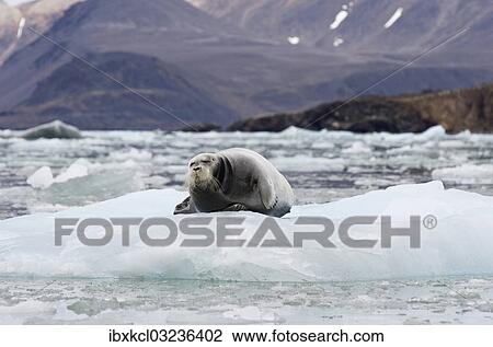 "Bearded Seal (Erignathus barbatus) on Fjortende Julibreen, Fjortende Julibukta, Spitsbergen Island, Svalbard Archipelago, Svalbard and Jan Mayen, Norway, Europe" View Large Photo Image Stock Image - "Bearded Seal (Erignathus barbatus) on Fjortende Julibreen, Fjortende Julibukta, Spitsbergen Island, Svalbard Archipelago, Svalbard and Jan Mayen, Norway, Europe". Fotosearch