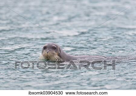 "Bearded Seal or Square Flipper Seal (Erignathus barbatus), Arctic Ocean, Spitsbergen, Svalbard Islands, Svalbard and Jan Mayen, Norway, Europe" View Large Photo Image Stock Image - "Bearded Seal or Square Flipper Seal (Erignathus barbatus), Arctic Ocean, Spitsbergen, Svalbard Islands, Svalbard and Jan Mayen, Norway, Europe". Fotosearch
