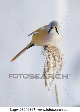Stock Photo - "Bearded Tit (Panurus biarmicus), male on a reed, Germany, Europe". Fotosearch