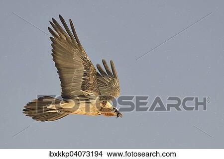 "Bearded Vulture (Gypaetus barbatus) in flight, Pyrenees, Catalonia, Spain, Europe" View Large Photo Image Picture - "Bearded Vulture (Gypaetus barbatus) in flight, Pyrenees, Catalonia, Spain, Europe". Fotosearch
