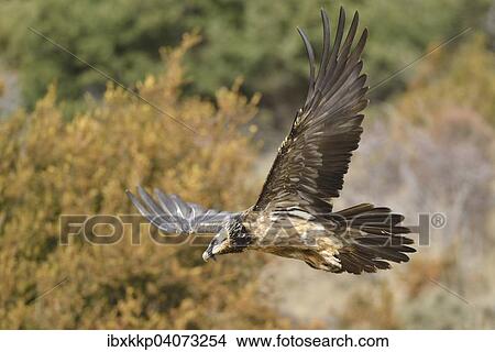 "Bearded Vulture (Gypaetus barbatus) in flight, Pyrenees, Catalonia, Spain, Europe" View Large Photo Image Picture - "Bearded Vulture (Gypaetus barbatus) in flight, Pyrenees, Catalonia, Spain, Europe". Fotosearch