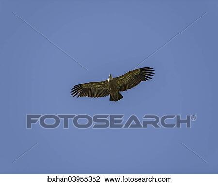 Stock Image - "Bearded vulture (Gypaetus barbatus) in flight, Extremadura, Spain, Europe". Fotosearch