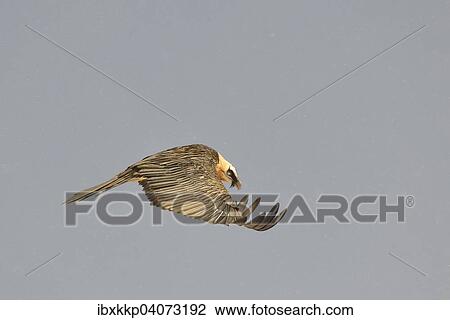 "Bearded Vulture (Gypaetus barbatus) in flight, Pyrenees, Catalonia, Spain, Europe" View Large Photo Image Stock Image - "Bearded Vulture (Gypaetus barbatus) in flight, Pyrenees, Catalonia, Spain, Europe". Fotosearch