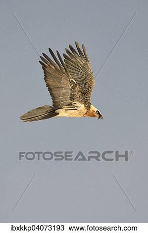 "Bearded Vulture (Gypaetus barbatus) in flight, Pyrenees, Catalonia, Spain, Europe" View Large Photo Image Stock Image - "Bearded Vulture (Gypaetus barbatus) in flight, Pyrenees, Catalonia, Spain, Europe". Fotosearch