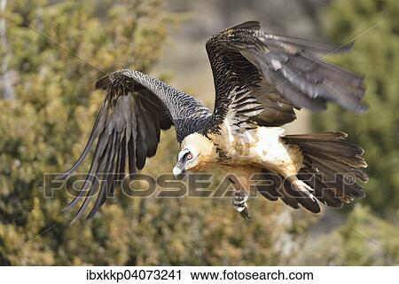"Bearded Vulture (Gypaetus barbatus) in flight with prey in its claws, Pyrenees, Catalonia, Spain, Europe" View Large Photo Image Stock Image - "Bearded Vulture (Gypaetus barbatus) in flight with prey in its claws, Pyrenees, Catalonia, Spain, Europe". Fotosearch