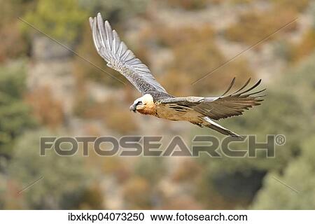 "Bearded Vulture (Gypaetus barbatus) in flight, Pyrenees, Catalonia, Spain, Europe" View Large Photo Image Stock Image - "Bearded Vulture (Gypaetus barbatus) in flight, Pyrenees, Catalonia, Spain, Europe". Fotosearch