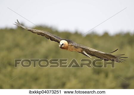 "Bearded Vulture (Gypaetus barbatus) in flight, Pyrenees, Catalonia, Spain, Europe" View Large Photo Image Stock Image - "Bearded Vulture (Gypaetus barbatus) in flight, Pyrenees, Catalonia, Spain, Europe". Fotosearch