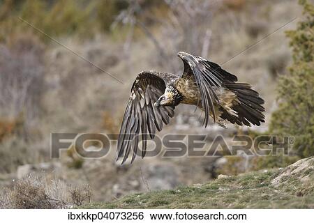 "Bearded Vulture (Gypaetus barbatus) in flight, Pyrenees, Catalonia, Spain, Europe" View Large Photo Image Stock Photograph - "Bearded Vulture (Gypaetus barbatus) in flight, Pyrenees, Catalonia, Spain, Europe". Fotosearch
