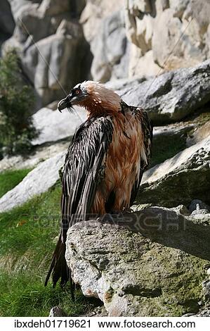 "Bearded Vulture (Gypaetus barbatus), Tyrol, Austria, Europe" View Large Photo Image Stock Image - "Bearded Vulture (Gypaetus barbatus), Tyrol, Austria, Europe". Fotosearch