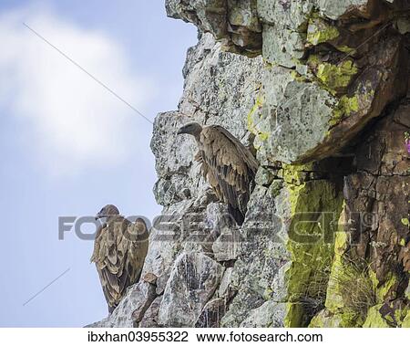 "Bearded vultures (Gypaetus barbatus), young birds, Extremadura, Spain, Europe" View Large Photo Image Stock Image - "Bearded vultures (Gypaetus barbatus), young birds, Extremadura, Spain, Europe". Fotosearch