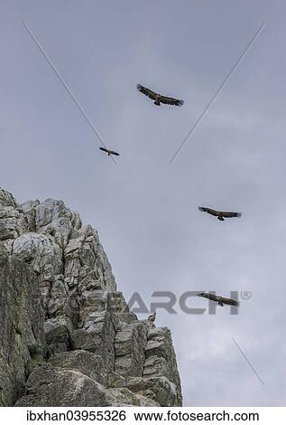 "Bearded vultures (Gypaetus barbatus) in flight, Extremadura, Spain, Europe" View Large Photo Image Stock Photograph - "Bearded vultures (Gypaetus barbatus) in flight, Extremadura, Spain, Europe". Fotosearch