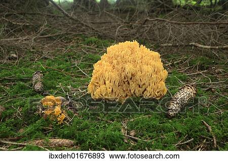 "Beautiful Clavaria or Yellow-tipped Coral Fungus (Ramaria formosa), Allgaeu, Bavaria, Germany, Europe" View Large Photo Image Stock Image - "Beautiful Clavaria or Yellow-tipped Coral Fungus (Ramaria formosa), Allgaeu, Bavaria, Germany, Europe". Fotosearch