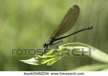 "Beautiful Demoiselle (Calopteryx virgo), female, Ummendorfer Ried Nature Reserve, Ummendorf, Upper Swabia, Baden-Wurttemberg, Germany, Europe" View Large Photo Image Picture - "Beautiful Demoiselle (Calopteryx virgo), female, Ummendorfer Ried Nature Reserve, Ummendorf, Upper Swabia, Baden-Wurttemberg, Germany, Europe". Fotosearch