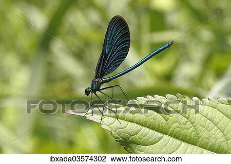 "Beautiful Demoiselle (Calopteryx virgo), male sitting on a leaf, Wiederstein, Neunkirchen, North Rhine-Westphalia, Germany, Europe" View Large Photo Image Stock Image - "Beautiful Demoiselle (Calopteryx virgo), male sitting on a leaf, Wiederstein, Neunkirchen, North Rhine-Westphalia, Germany, Europe". Fotosearch