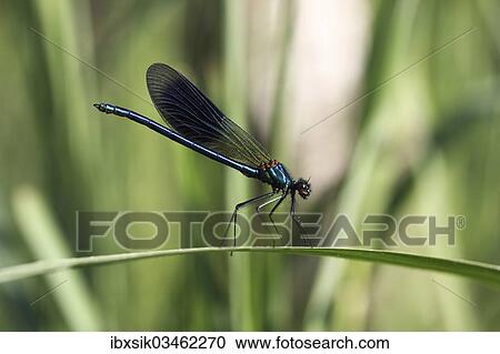 "Beautiful Demoiselle (Calopteryx virgo), male, Ummendorfer Ried Nature Reserve, Ummendorf, Upper Swabia, Baden-Wurttemberg, Germany, Europe" View Large Photo Image Stock Image - "Beautiful Demoiselle (Calopteryx virgo), male, Ummendorfer Ried Nature Reserve, Ummendorf, Upper Swabia, Baden-Wurttemberg, Germany, Europe". Fotosearch