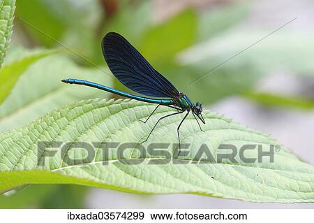 "Beautiful Demoiselle (Calopteryx virgo), male sitting on a leaf, Wiederstein, Neunkirchen, North Rhine-Westphalia, Germany, Europe" View Large Photo Image Stock Photo - "Beautiful Demoiselle (Calopteryx virgo), male sitting on a leaf, Wiederstein, Neunkirchen, North Rhine-Westphalia, Germany, Europe". Fotosearch