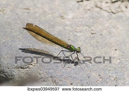 "Beautiful Demoiselle (Calopteryx virgo), female, on stone, South Wales, United Kingdom, Europe" View Large Photo Image Stock Photo - "Beautiful Demoiselle (Calopteryx virgo), female, on stone, South Wales, United Kingdom, Europe". Fotosearch