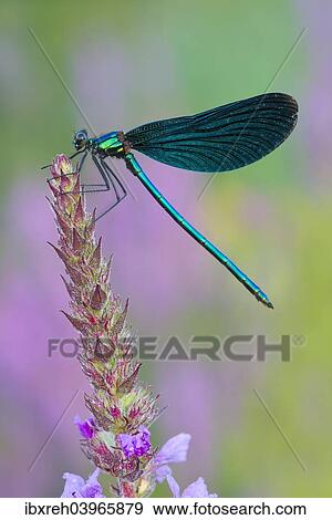 Stock Photo - "Beautiful Demoiselle (Calopteryx virgo), Burgenland, Austria, Europe". Fotosearch