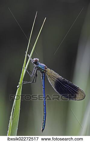 "Beautiful Demoiselle (Calopteryx virgo), male, morning dew, on reeds, Ummendorfer Ried, Upper Swabia, Baden-Wuerttemberg, Germany, Europe" View Large Photo Image Stock Photo - "Beautiful Demoiselle (Calopteryx virgo), male, morning dew, on reeds, Ummendorfer Ried, Upper Swabia, Baden-Wuerttemberg, Germany, Europe". Fotosearch