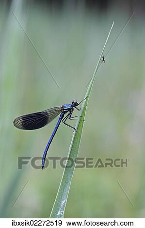 "Beautiful Demoiselle (Calopteryx virgo), male, and mosquito (Culicidae) on reeds, Ummendorfer Ried, Upper Swabia, Baden-Wuerttemberg, Germany, Europe" View Large Photo Image Stock Photo - "Beautiful Demoiselle (Calopteryx virgo), male, and mosquito (Culicidae) on reeds, Ummendorfer Ried, Upper Swabia, Baden-Wuerttemberg, Germany, Europe". Fotosearch