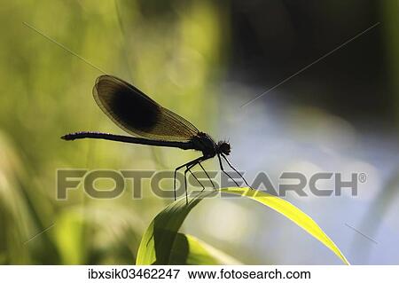 "Beautiful Demoiselle (Calopteryx virgo), male, Ummendorfer Ried Nature Reserve, Ummendorf, Upper Swabia, Baden-Wurttemberg, Germany, Europe" View Large Photo Image Stock Photo - "Beautiful Demoiselle (Calopteryx virgo), male, Ummendorfer Ried Nature Reserve, Ummendorf, Upper Swabia, Baden-Wurttemberg, Germany, Europe". Fotosearch