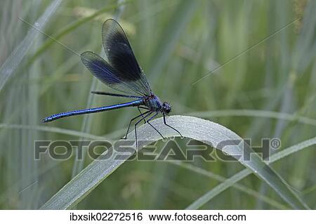 "Beautiful Demoiselle (Calopteryx virgo), male, morning dew, on reeds, Ummendorfer Ried, Germany, Europe" View Large Photo Image Stock Photograph - "Beautiful Demoiselle (Calopteryx virgo), male, morning dew, on reeds, Ummendorfer Ried, Germany, Europe". Fotosearch