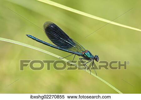 "Beautiful Demoiselle (Calopteryx virgo), Luebeln, Wendland, Lower Saxony, Germany, Europe" View Large Photo Image Stock Photography - "Beautiful Demoiselle (Calopteryx virgo), Luebeln, Wendland, Lower Saxony, Germany, Europe". Fotosearch