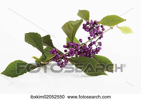 Stock Image - Beautyberry (Callicarpa giraldii). Fotosearch