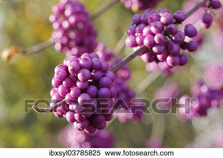 "Beautyberry (Callicarpa giraldii), branch with fruits, North Rhine-Westphalia, Germany, Europe" View Large Photo Image Stock Photography - "Beautyberry (Callicarpa giraldii), branch with fruits, North Rhine-Westphalia, Germany, Europe". Fotosearch