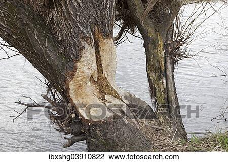 "Beaver bite marks on a tree on the Elbe river, near Bleckede, Lower Saxony, Germany, Europe" View Large Photo Image Stock Image - "Beaver bite marks on a tree on the Elbe river, near Bleckede, Lower Saxony, Germany, Europe". Fotosearch
