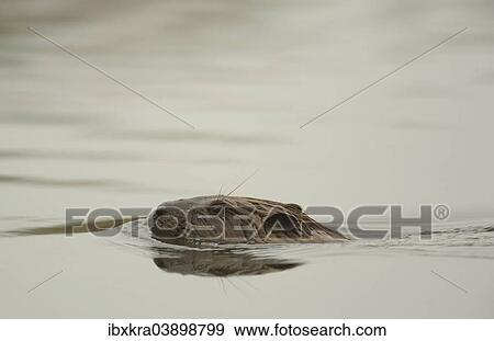 "Beaver (Castor fiber), Lobau, Donau-Auen National Park, Lower Austria, Austria, Europe" View Large Photo Image Stock Photo - "Beaver (Castor fiber), Lobau, Donau-Auen National Park, Lower Austria, Austria, Europe". Fotosearch