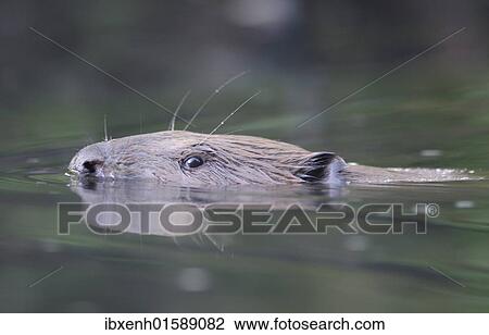 Stock Image - Beaver (Castor fiber). Fotosearch