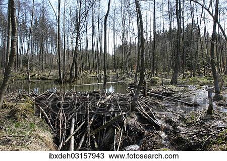 "Beaver dam in the floodplain, Allgau, Bavaria, Germany, Europe" View Large Photo Image Stock Image - "Beaver dam in the floodplain, Allgau, Bavaria, Germany, Europe". Fotosearch