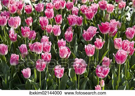 Bed of pink Tulips (Tulipa) View Large Photo Image Stock Image - Bed of pink Tulips (Tulipa). Fotosearch