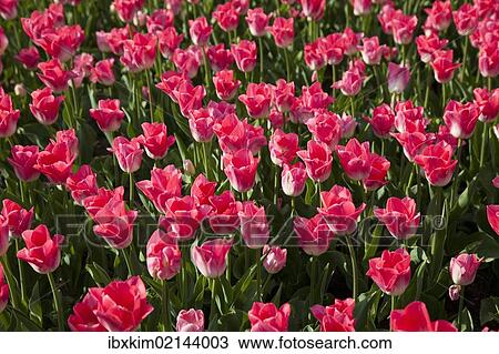 Bed of pink Tulips (Tulipa) View Large Photo Image Stock Image - Bed of pink Tulips (Tulipa). Fotosearch