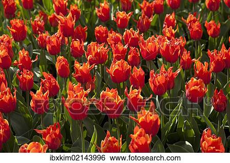 Bed of red Tulips (Tulipa) View Large Photo Image Stock Photograph - Bed of red Tulips (Tulipa). Fotosearch