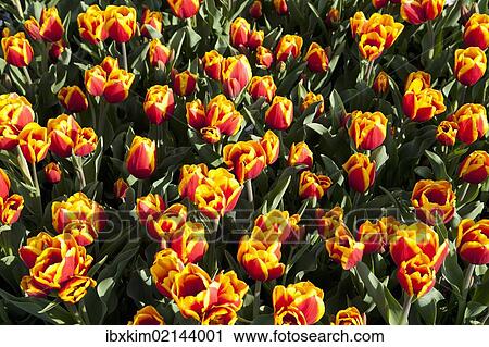 Bed of yellow and red Tulips (Tulipa) View Large Photo Image Stock Image - Bed of yellow and red Tulips (Tulipa). Fotosearch
