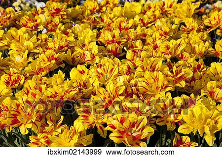 Bed of yellow and red Tulips (Tulipa) View Large Photo Image Stock Photo - Bed of yellow and red Tulips (Tulipa). Fotosearch