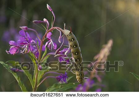 Stock Image - Bedstraw Hawk-Moth (Hyles gallii) caterpillar on Fireweed (Epilobium angustifolium). Fotosearch